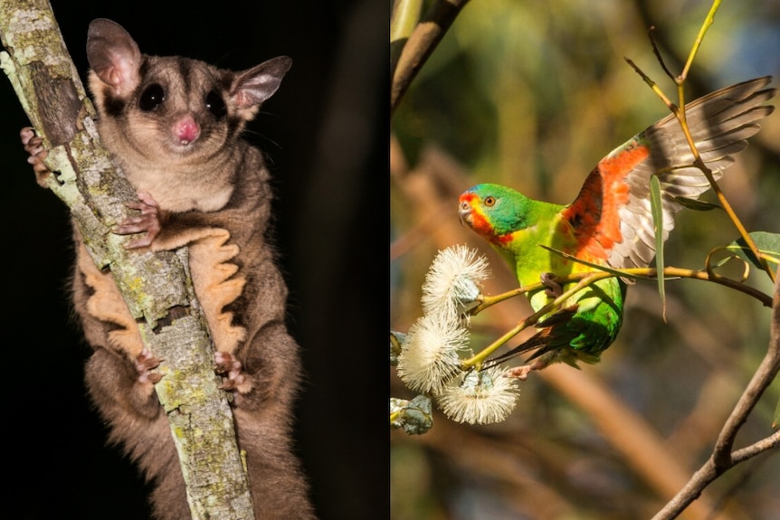 The swift parrot and predator sugar glider