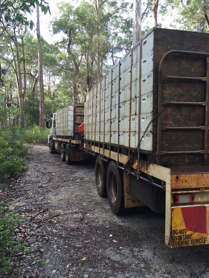 A truck transports beehives in the Karri forest in WA's south.