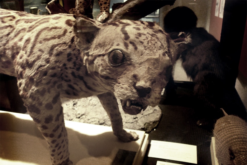 A taxidermy piece at the Museum fur Naturkunde