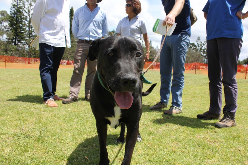 Close up of Nashville, a staffie-great dane cross rescue dog. He is black with his tongue pointed at the camera.