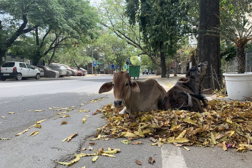 Two cows sitting on a pile of leaves
