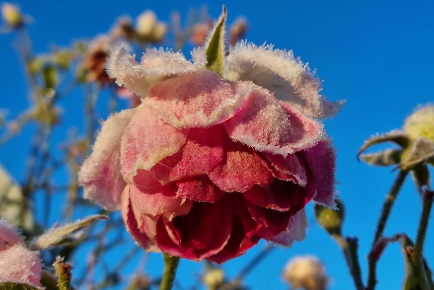 A pink rose with frost on it.