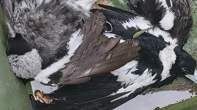 Two dead magpies in a residential bin.