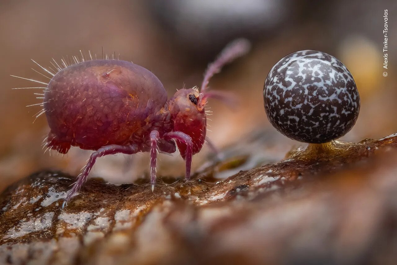 fruiting bodies of slime mould and a tiny springtail