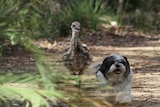 Dog followed by an emu on a path