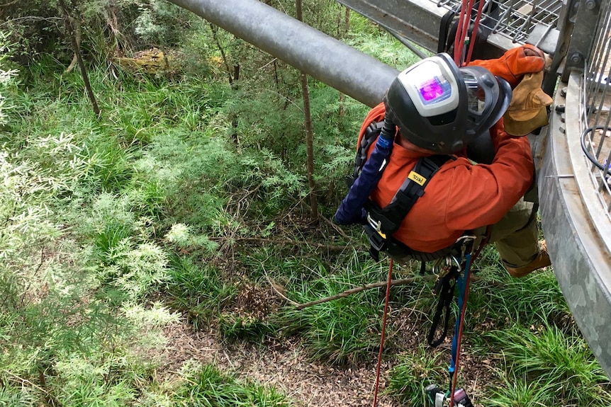 The Treetop Walk is 40m high at its peak