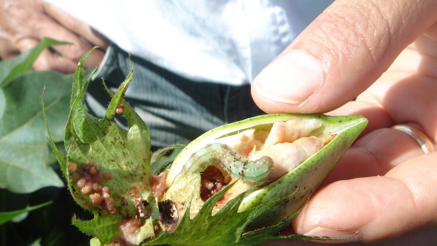 A cotton bollworm in Brazil