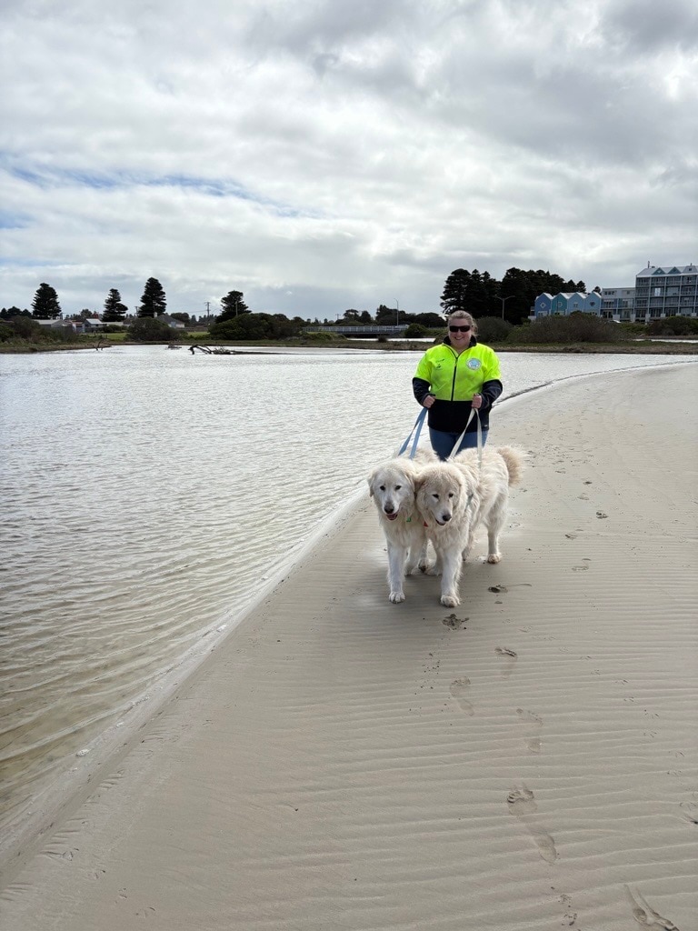A woman walking two sheep dogs on a beach, just by the water.