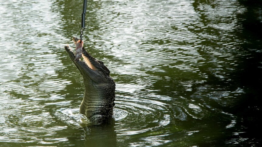 A crocodile leaps out of the water to snatch at meat on a hook.