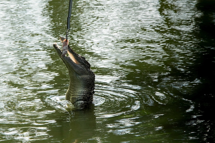 A crocodile leaps out of the water to snatch at meat on a hook.