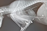 An X-ray showing shrapnel lodged in a cat's leg and chest