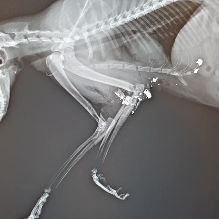 An X-ray showing shrapnel lodged in a cat's leg and chest