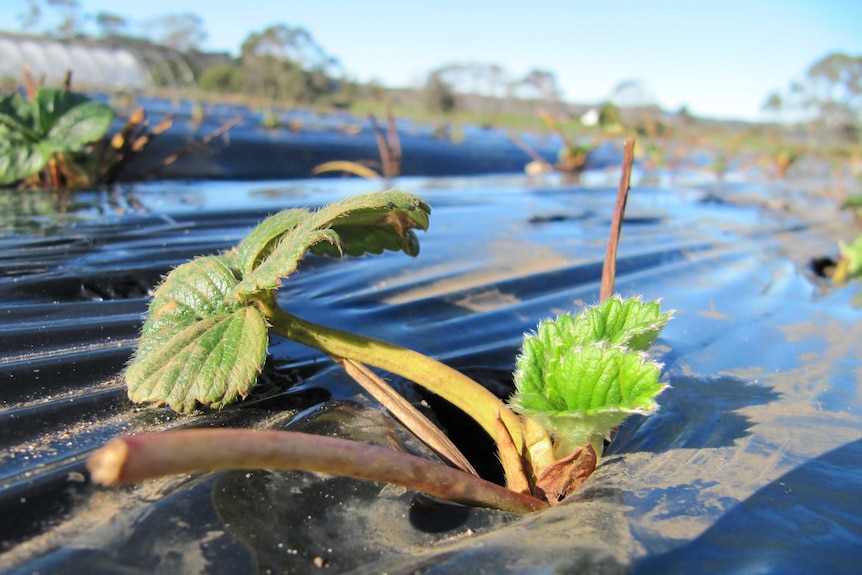 Strawberry plants are growing on raised beds and covered in black plastic