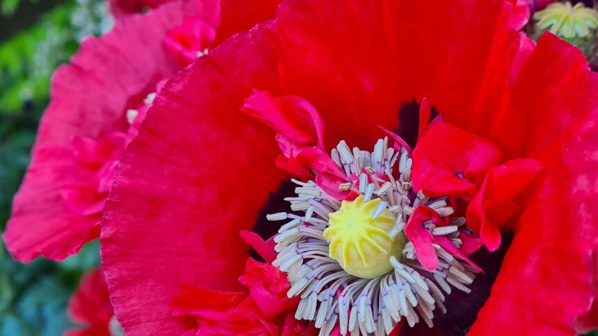 Close up of a red poppy in a green garden