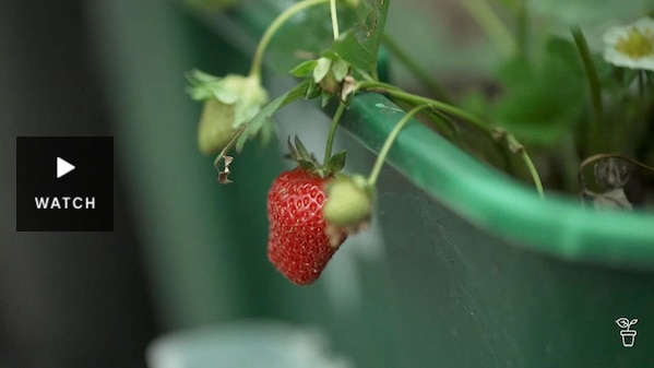 A strawberry hanging over the edge of a green pot. Has Video.