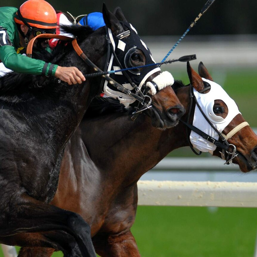 Close up of two racehorses with jockeys striving for the finish line