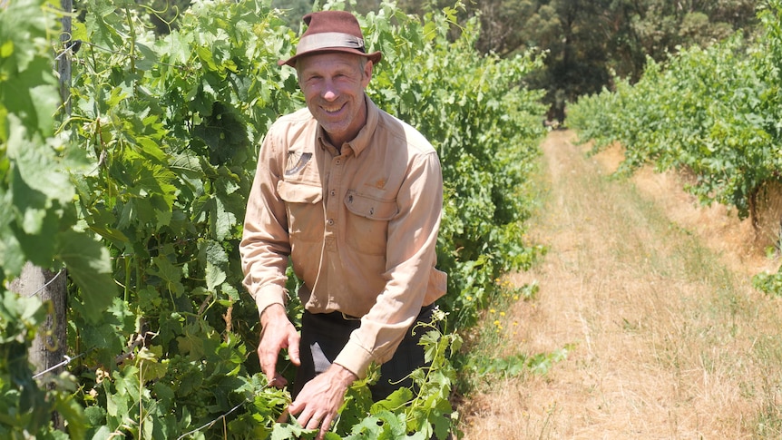 Farmer with grape vines. 