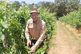 Farmer with grape vines. 