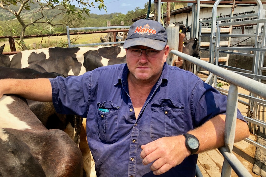 Peter Rough standing with his cows.