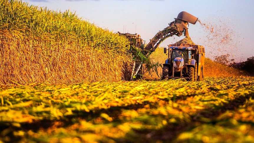 cane harvester cuts sugar cane