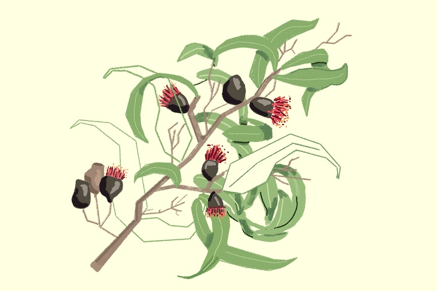 Eucalyptus leucoxylon for a story on native Australian plants