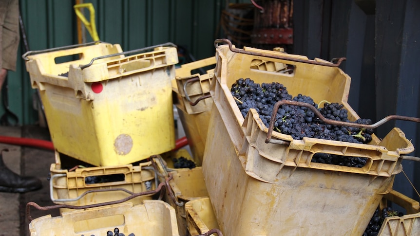 Crates of grapes used to make some of Margaret River's renowned red wines