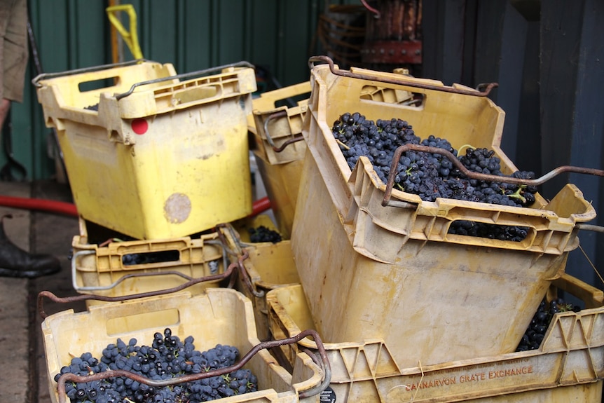 Crates of grapes used to make some of Margaret River's renowned red wines
