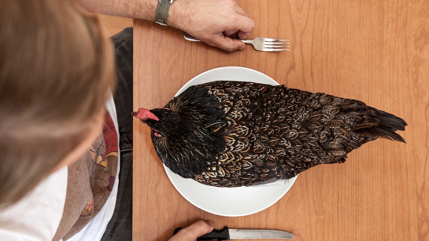 A man looks down at a live chicken on his plate.