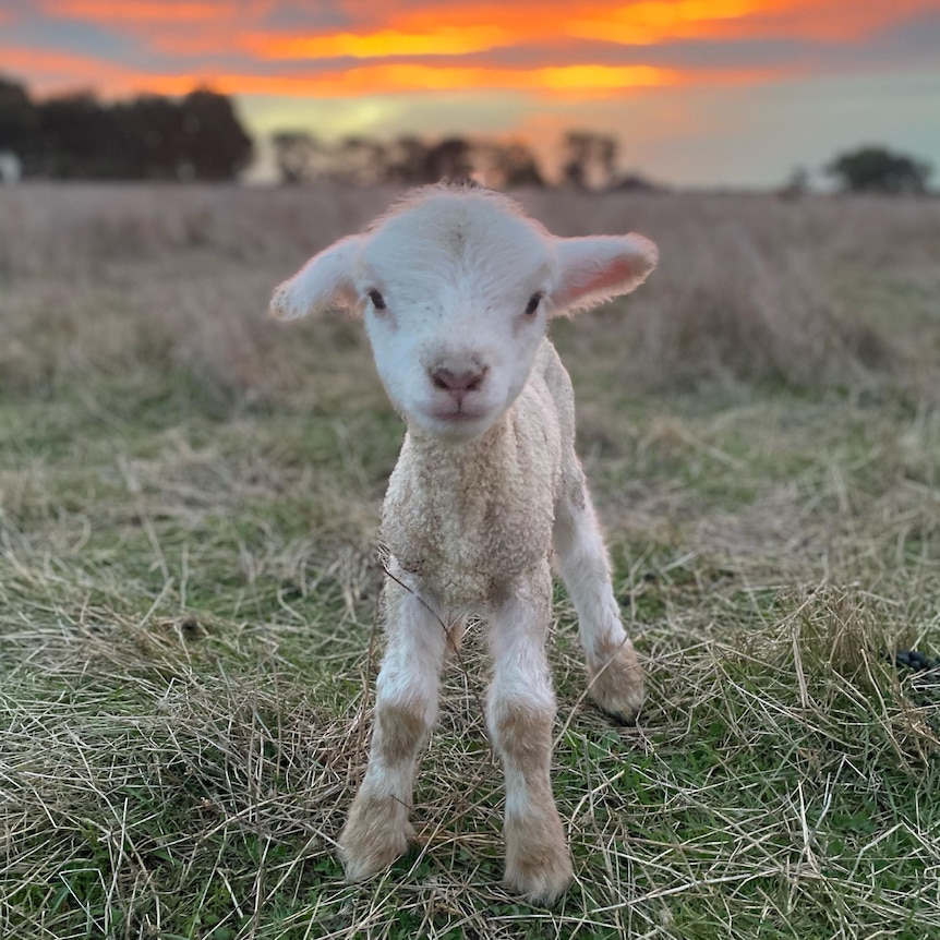 Baby lamb