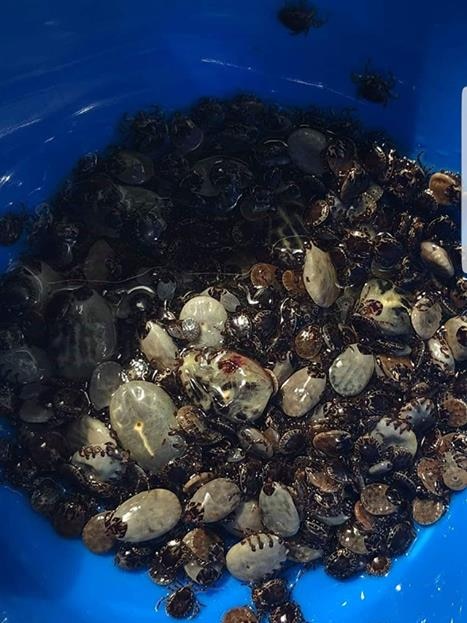 Hundreds of ticks in a blue bucket