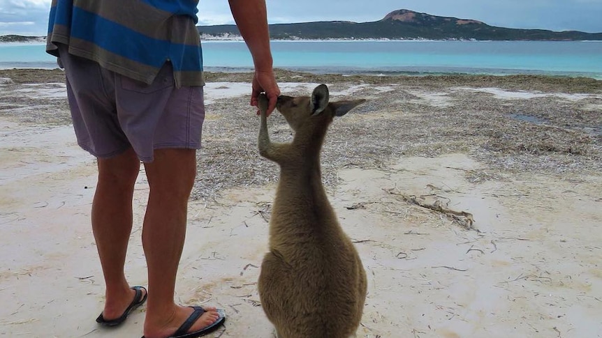 Small kangaroo holds man's hand on beach
