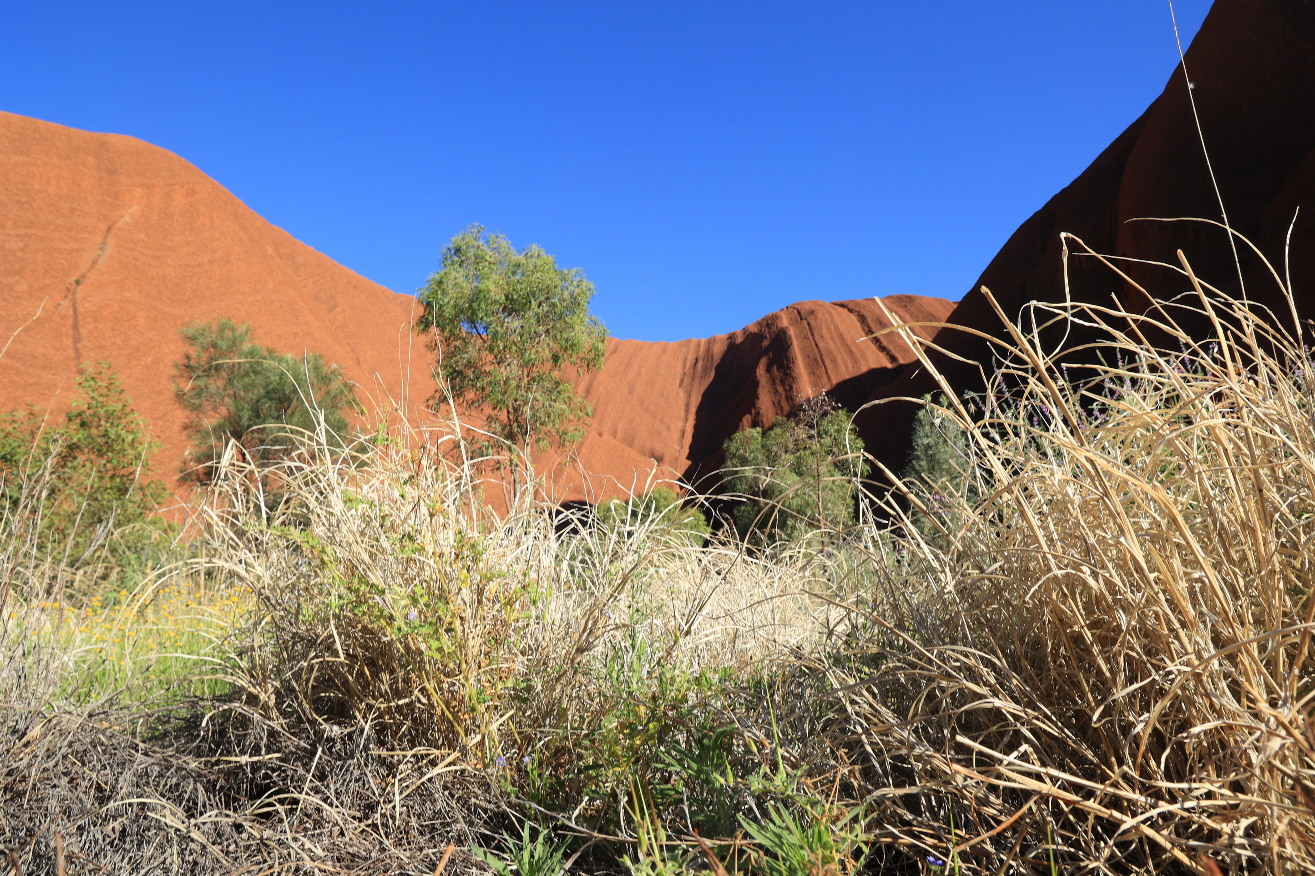 Highly invasive weed threatening native flora and fauna at Uluru