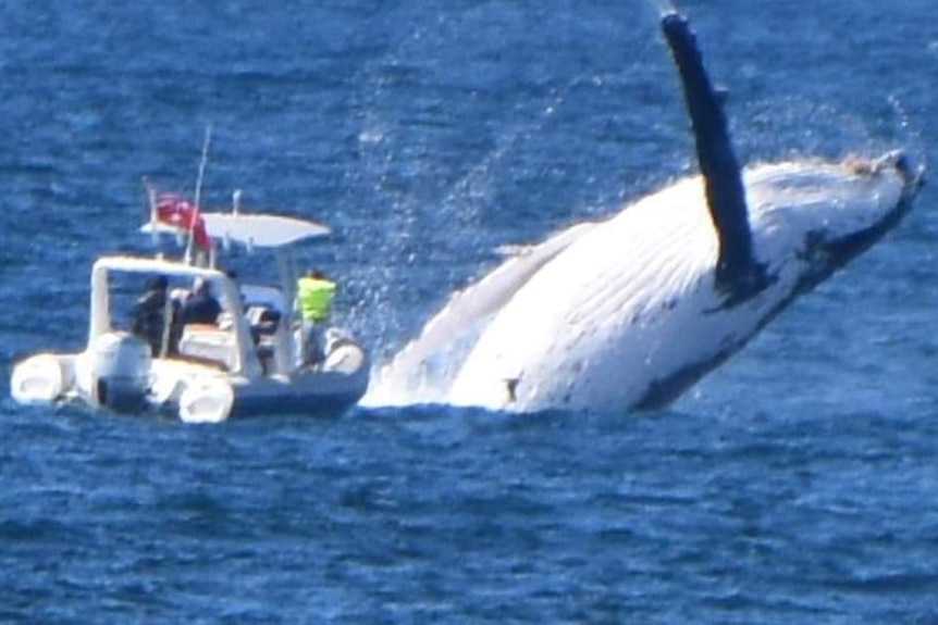 a whale breaches near a boat