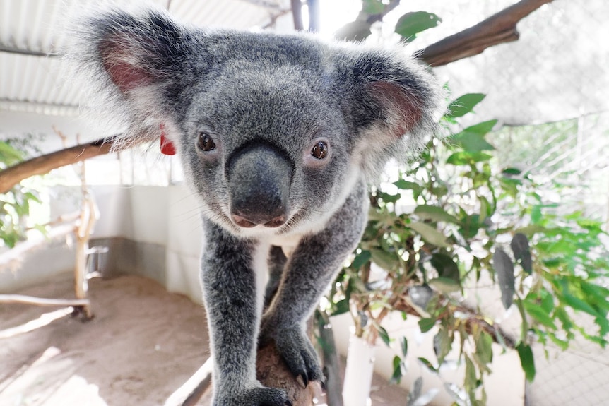 A sick koala recovers in an outside pen standing on a tree branch looking into the camera