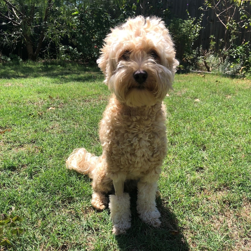 A fluffy little dog sitting in the sun.