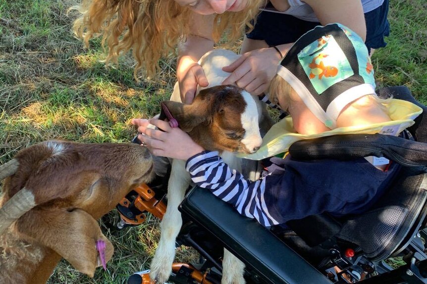 A young boy sitting in his wheelchair on the grass with a brown baby goat in his lap