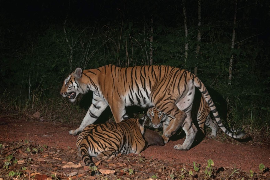 Indochinese tiger population discovered in Thailand