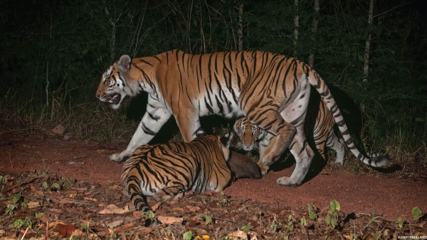 Indochinese tiger population discovered in Thailand