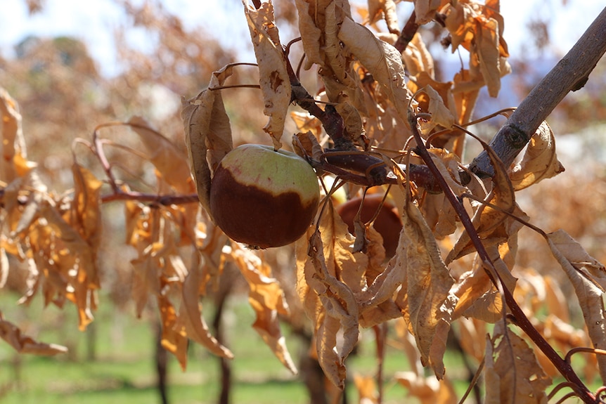 A burnt apple still hanging on a tree with brown leaves.