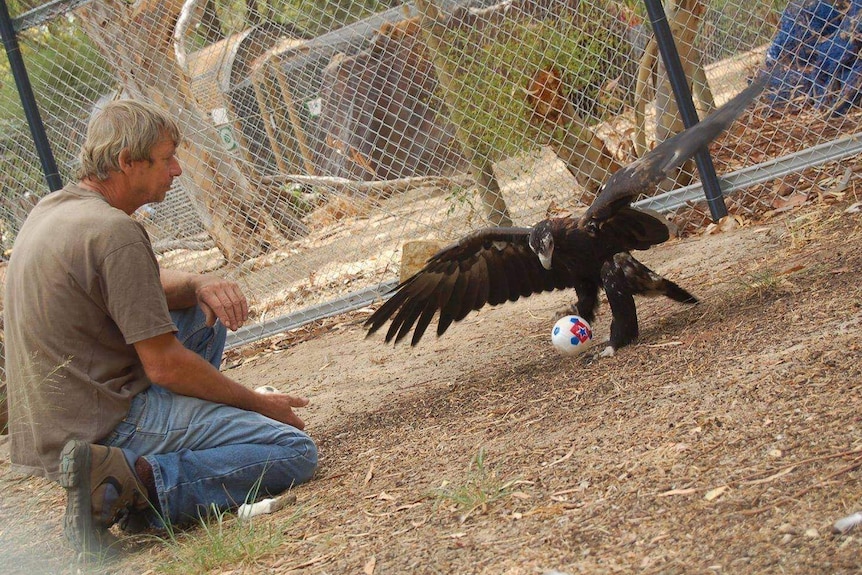 Eagle takes flight