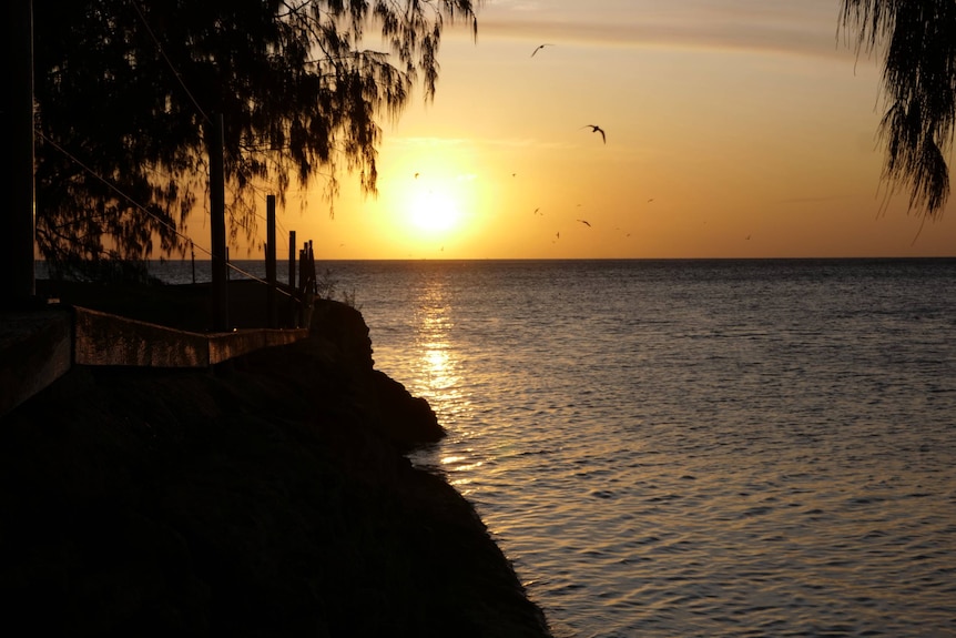 Sunset over the sea with she-oak trees in the foreground