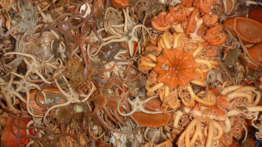 dense image of creatures from the sea floor.