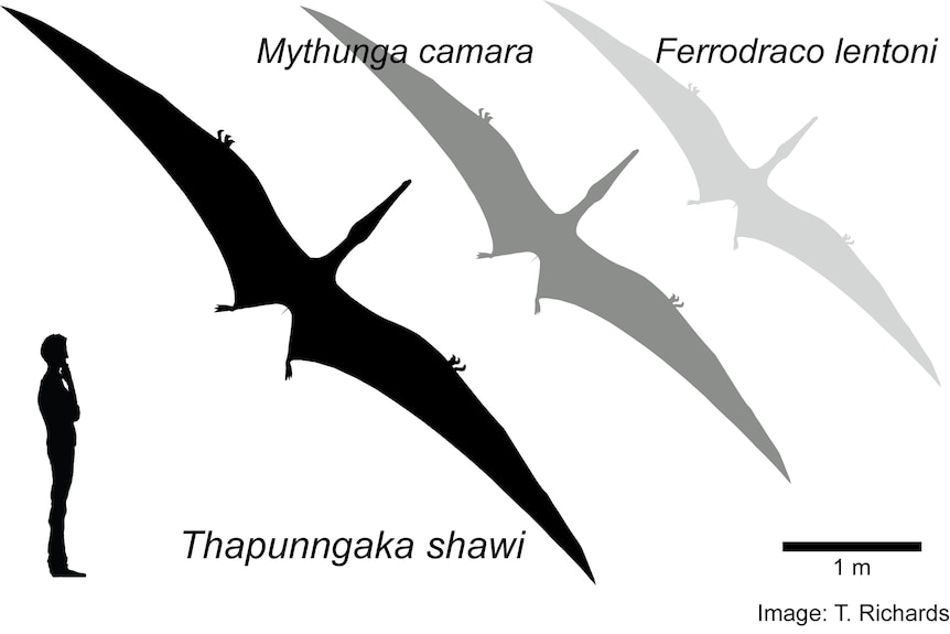 chart of dinosaur compared to human size