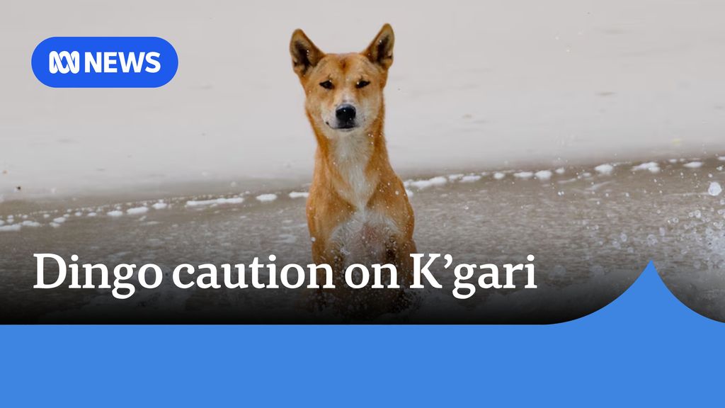 Local mayor calls for young families to reconsider travel to K'gari ...