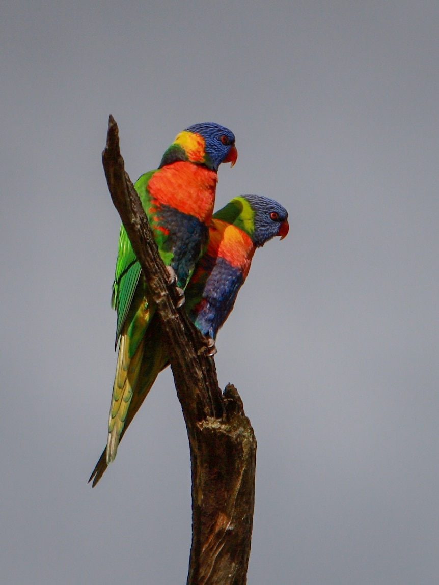 Two rainbow lorikeets
