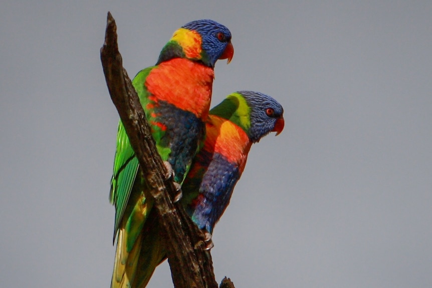 Two rainbow lorikeets