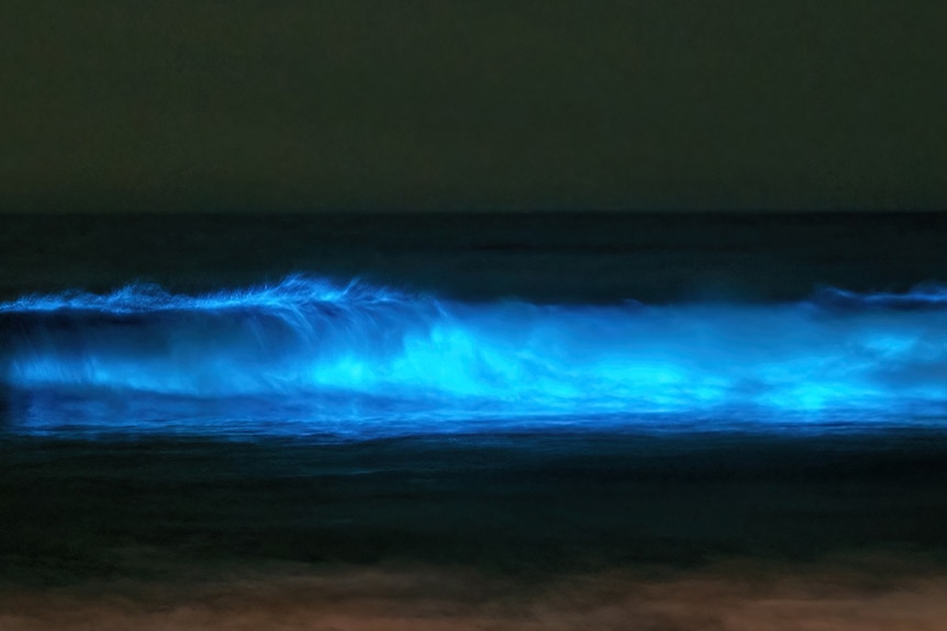 A wave with blue luminescent light rolling into the shore.