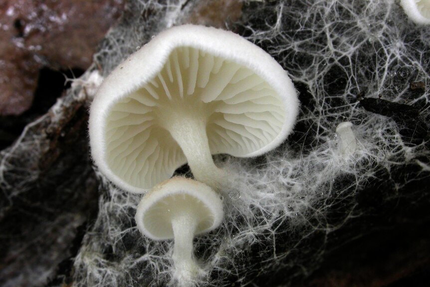 Fungus collected by South Australian State Herbarium