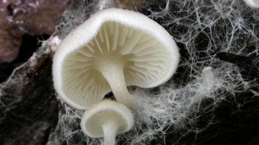 Fungus collected by South Australian State Herbarium