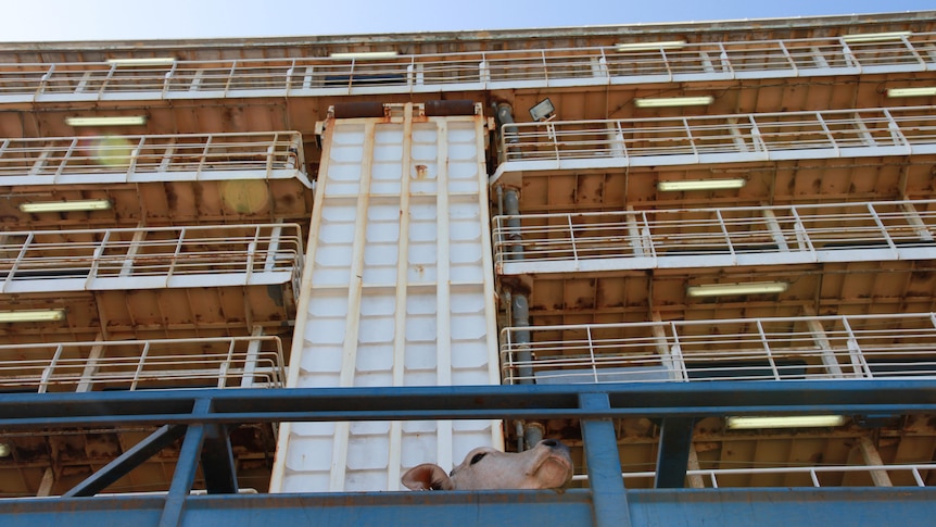 A Brahman poking its head up out of a truck in front of a live export ship